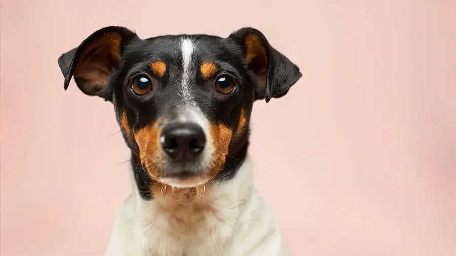 Adopter un animal en Suisse romande