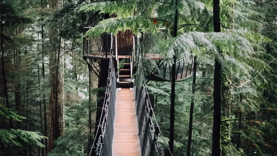 Les cabanes dans les arbres en Suisse romande